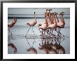 Flamingos by Sam Abell Limited Edition Pricing Art Print
