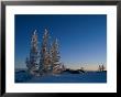 Spruce Trees (Picea Species) Are Covered In Hoarfrost Along The Hudson Bay Coast by Norbert Rosing Limited Edition Print