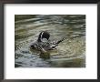 A Northern Pintail Grooms Its Feathers While Floating In The Water by Bates Littlehales Limited Edition Print
