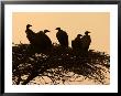 Silhouetted Vultures In An Acacia Tree At Sunset by Roy Toft Limited Edition Print