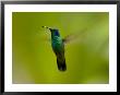 Green Violet-Ear Hummingbird (Colibri Thalassinus) In Flight In Mountainous Region Of Costa Rica by Roy Toft Limited Edition Print