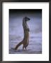 Yellow Mongoose, Or Meerkat Standing On Its Hind Legs, Kgalagadi Transfrontier Park, South Africa by Ariadne Van Zandbergen Limited Edition Print
