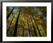Looking Up Through Autumn Trees, Great Smoky Mountains National Park, Usa by Charles Cook Limited Edition Print