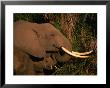 Elephant (Loxodonta Africana) And Baby Eating, Amboseli National Park, Kenya by Ariadne Van Zandbergen Limited Edition Print