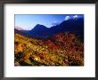 Rowan Trees At Macgillcuddy's Reeks, Ireland by Gareth Mccormack Limited Edition Print