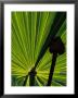 Tropical Foliage Of Everglades National Park, Florida, Usa by Jerry Ginsberg Limited Edition Pricing Art Print