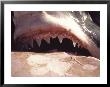 Great White Shark, Feeds On Whale Carcass At Seal Island, South Africa, Atlantic Ocean by Chris And Monique Fallows Limited Edition Print