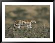 A Leopard Walks Along A Rocky Ledge In Masai Mara National Reserve by Roy Toft Limited Edition Print