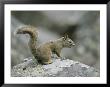 A Red Squirrel Sitting On A Lichen-Covered Rock by Tom Murphy Limited Edition Print