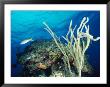 Underwater Scene With Coral And Fish, Tortola Island, Virgin Islands by Joe Stancampiano Limited Edition Print