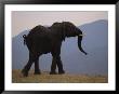 Side View Of African Elephant At Twilight by Beverly Joubert Limited Edition Print