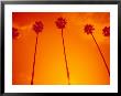 Row Of Palm Trees, Santa Monica, Ca by Gary Conner Limited Edition Pricing Art Print