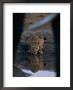 A Lioness Drinks From A Pool Of Water by Beverly Joubert Limited Edition Print