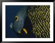 A Close View Of A French Angelfish by Bill Curtsinger Limited Edition Print