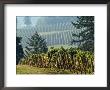 Rows Of Grapevines Among Forest Trees Of Domain Drouhin Vineyard In Red Hills, Dundee, Oregon, Usa by Janis Miglavs Limited Edition Print