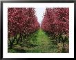 Orchard Of Blooming Fruit Trees by Marc Moritsch Limited Edition Print
