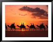 Camel Trek At Sunset Along The Beach., Broome, Australia by John Banagan Limited Edition Print