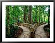Boardwalk Around Four Sisters Kauri Trees, Waipoua Kauri Forest, New Zealand by Anders Blomqvist Limited Edition Print