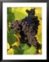 Pinot Noir Grapes Ready To Be Harvested In The Fall, Sherwood, Oregon, Usa by Janis Miglavs Limited Edition Print