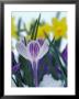 Crocus In Snow, Sammamish, Washington, Usa by Darrell Gulin Limited Edition Pricing Art Print