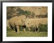 A Captive Southern White Rhinoceros Guards Its Young by Roy Toft Limited Edition Pricing Art Print