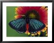 Atala (Coontie Hairstreak) by Brian Kenney Limited Edition Print