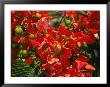 Poinciana Tree Blossoms, Bermuda by Francie Manning Limited Edition Print