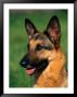 German Shepherd by Francie Manning Limited Edition Pricing Art Print