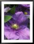 Clematis General Sikorski (Lanuginosa Group), England by David Murray Limited Edition Pricing Art Print