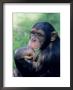 Chimpanzee Resting Chin On Hand by Richard Stacks Limited Edition Print