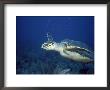 Loggerhead Turtle Underwater by Shirley Vanderbilt Limited Edition Print