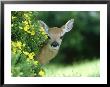 White-Tailed Deer, Fawn, Montana by Alan And Sandy Carey Limited Edition Print