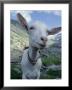 Goat, Inquisitive, Switzerland by Olaf Broders Limited Edition Print