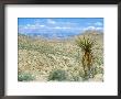 Mojave Desert Landscape, Nevada by David Boag Limited Edition Print