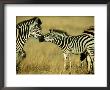 Burchells Zebra Youngster Greeting Mother Botswana, Southern Africa by Mark Hamblin Limited Edition Print