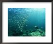 Californian Sea Lion, Sea Of Cortez, Mexico by Tobias Bernhard Limited Edition Pricing Art Print