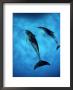 Atlantic Spotted Dolphin, Bimini, Bahamas by Tobias Bernhard Limited Edition Print