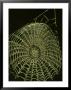 Orb Spiders Cobweb, Showing Water Droplets September Uk by Mark Hamblin Limited Edition Pricing Art Print