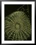 Orb Spiders Cobweb, Showing Water Droplets September Uk by Mark Hamblin Limited Edition Print