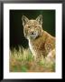 European Lynx, Yearling Male, Czech Republic by Niall Benvie Limited Edition Print