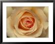 Closeup Of A Mothers Love Rose Flower And Petals, Jamieson, Australia by Jason Edwards Limited Edition Print