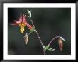 Closeup Of Western Columbine, Alaska by Rich Reid Limited Edition Print