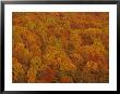 Scenic Overview Of Trees In Fall Color, Virginia by Kenneth Garrett Limited Edition Print