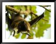 Indian Flying Fox From The Sedgwick County Zoo, Kansas by Joel Sartore Limited Edition Pricing Art Print