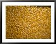 Unpopped Corn Kernals, Bartlesville, Oklahoma by Joel Sartore Limited Edition Print