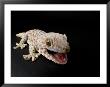 Tokay Gecko At The Sunset Zoo In Manhattan, Kansas by Joel Sartore Limited Edition Pricing Art Print
