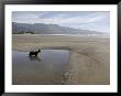 Dog Playing On Sandy Beach In Water, Bolinas, California by Brimberg & Coulson Limited Edition Print