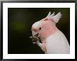 Sedgwick County Zoo, Wichita, Kansas, United States Of America by Joel Sartore Limited Edition Print