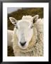 Portrait Of A Sheep With Ear Tag, Pennsylvania by Tim Laman Limited Edition Print