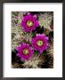 Pink-Flower Hedgehog Cactus, Anza-Borrego Desert State Park, California by Tim Laman Limited Edition Print